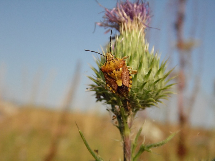 Pentatomide: Carpocoris sp. della Lombardia